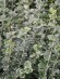Бересклет форчуна Эмеральд Гаити (Emerald Gaiety) купить с доставкой