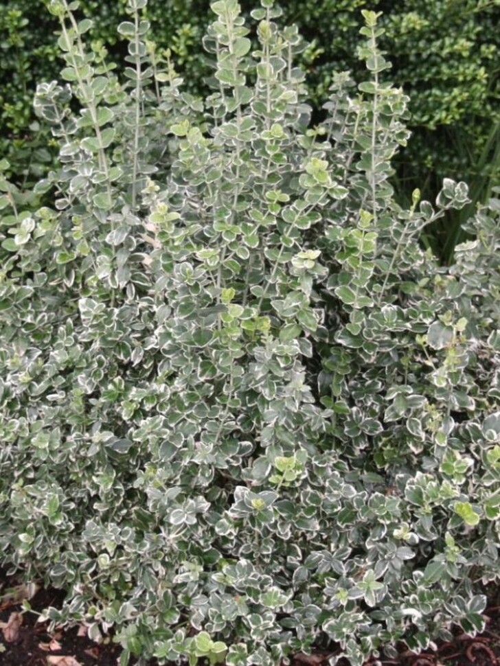 Бересклет форчуна Эмеральд Гаити (Emerald Gaiety) купить с доставкой