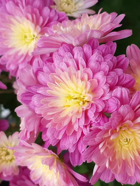 Хризантема мультифлора Дайбрек Эплблоссом (Daybreak Appleblossom) купить с доставкой