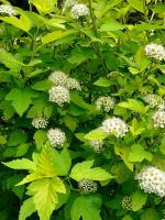 Пузыреплодник Дартс Голд (Dart's Gold)