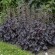 Гейхера Блэк Перл (Black Pearl) купить с доставкой