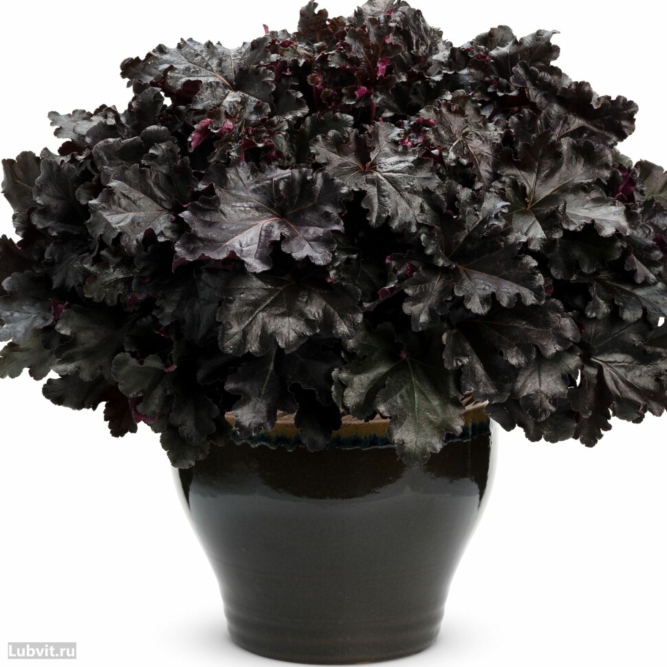 Гейхера Блэк Перл (Black Pearl) купить с доставкой
