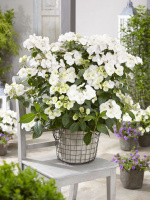 Гортензия Сбежавшая невеста (Runaway Bride) гибридная