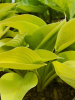 Хоста Санни Халцион (Sunny Halcyon) [M]