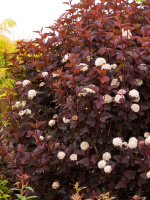 Пузыреплодник Дьяболо (Diabolo)