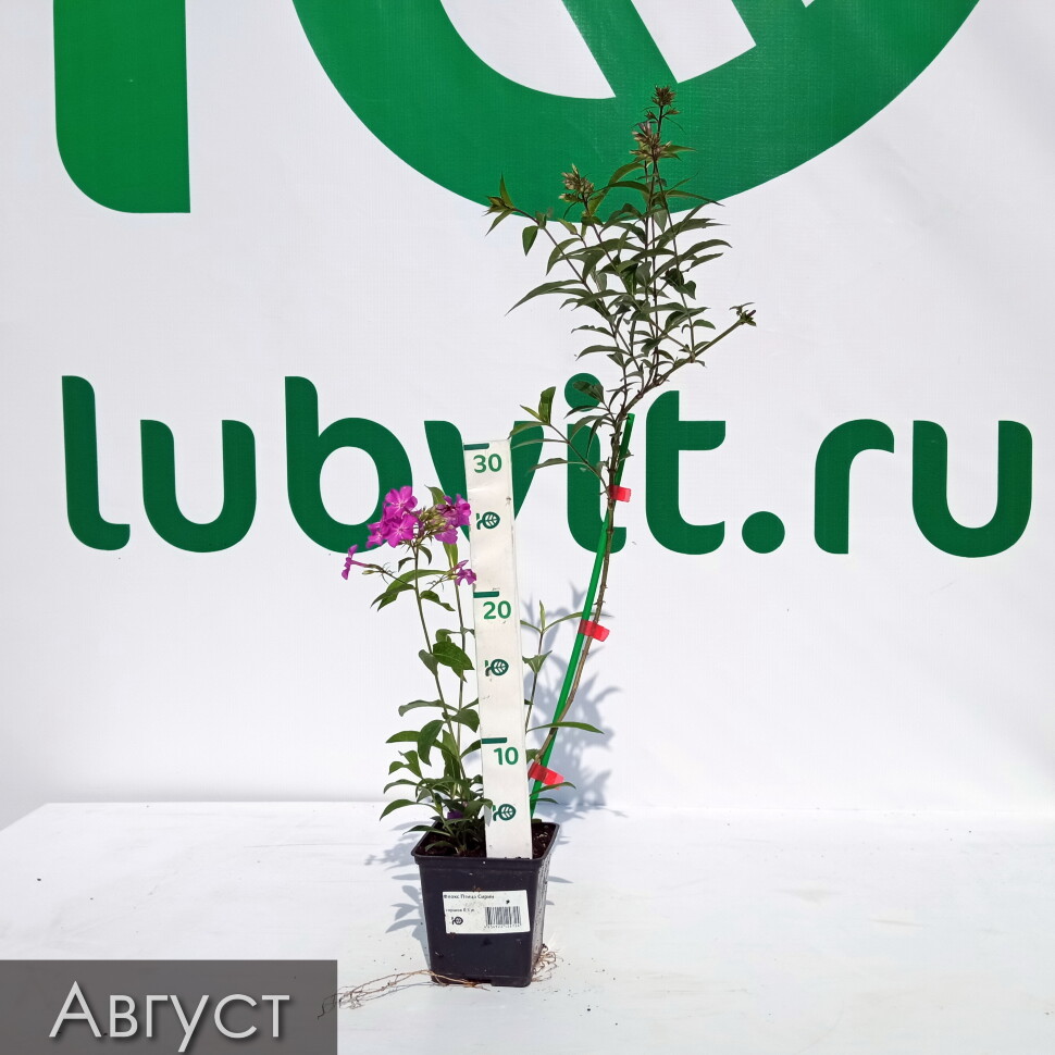 Флокс Птица Сирин купить с доставкой Флокс Птица Сирин купить с доставкой