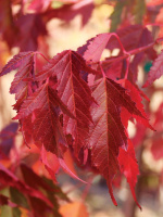 Клен Гиннала (Ginnala)