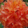 Рододендрон Японский Оранжевый купить с доставкой