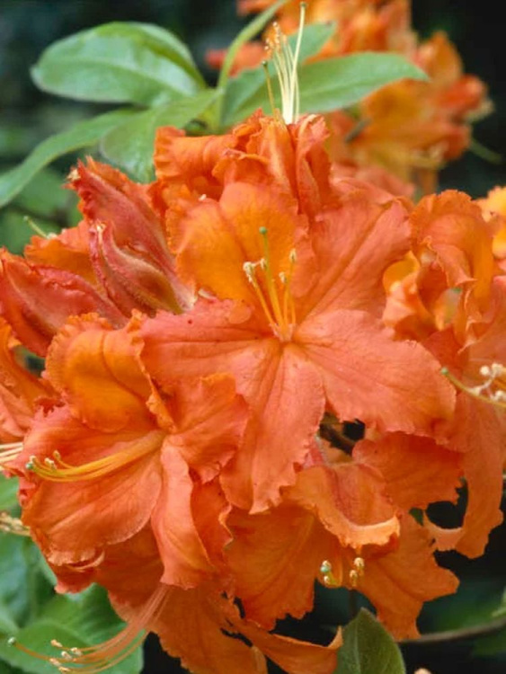 Рододендрон Японский Оранжевый купить с доставкой