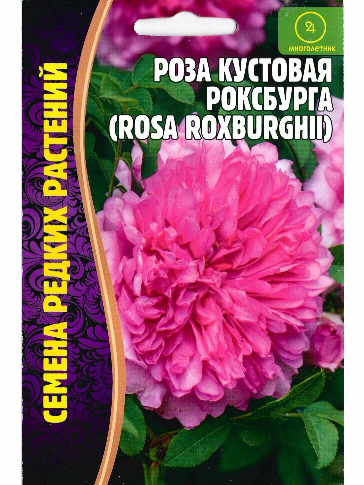Роза кустовая Роксбурга [Семена редких растений] купить с доставкой