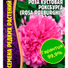 Роза кустовая Роксбурга [Семена редких растений]