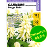 Сальвия Редди Вайт сверкающая [Семена Алтая]