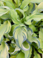 Хоста Риппл Эффект (Ripple Effect) [M]