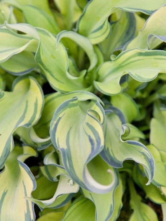 Хоста Риппл Эффект (Ripple Effect) [M] купить с доставкой