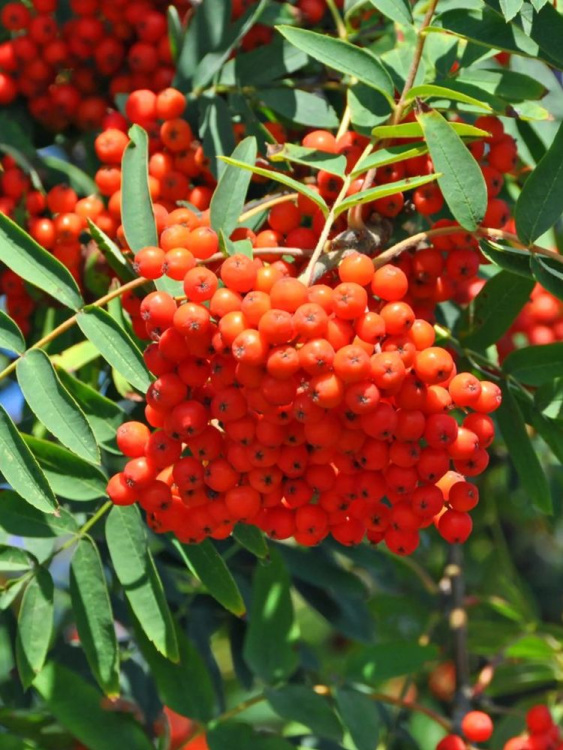 Рябина Алая Крупная купить с доставкой