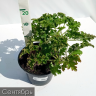 Гейхера Малахит (Malachite) купить с доставкой
