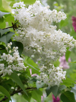 Сирень Иней PBR