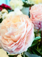 Пион Соланж (Solange)