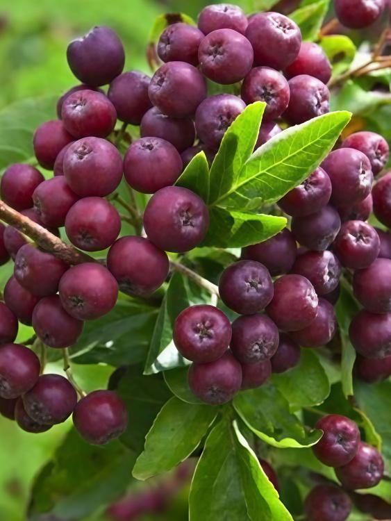 Рябина Ликерная купить с доставкой