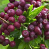 Рябина Ликерная
