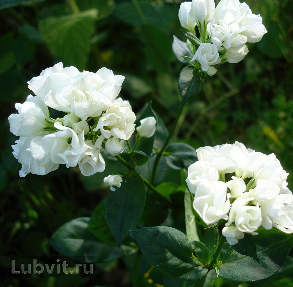 Флокс Тиара (Tiara) купить с доставкой