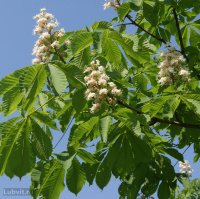 Каштан конский (Aesculus)