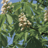 Каштан конский (Aesculus) купить с доставкой