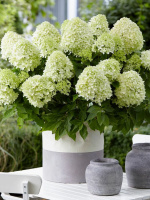 Гортензия Литл Спуки (Little Spooky) метельчатая