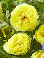 Пион ИТО Бартзелла (Bartzella)