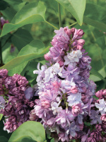 Сирень Колхозница