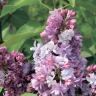 Сирень Колхозница