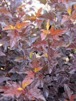 Пузыреплодник Диабло д'Ор Миндиа (Diable d'Or Mindia)