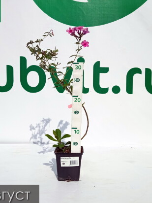 Флокс Мистер Икс