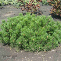 Сосна горная Пумилио (Pumilio)