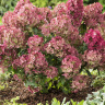 Гортензия Петит Стар (Petite Star) метельчатая купить с доставкой