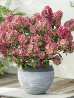 Гортензия Петит Стар (Petite Star) метельчатая