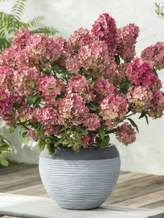 Гортензия Петит Стар (Petite Star) метельчатая купить с доставкой