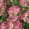 Гортензия Петит Стар (Petite Star) метельчатая купить с доставкой