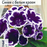 Глоксиния Аванти Синяя с белым краем + подарок [Семена алтая] купить с доставкой