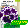 Глоксиния Аванти Синяя с белым краем + подарок [Семена алтая]