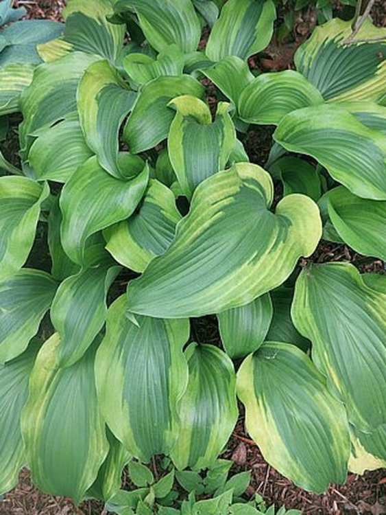 Хоста Манки Бизнес (Monkey Business) [L] купить с доставкой