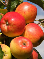 Яблоня Колоновидная Арбат