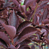 Черемуха Краснолистная (Purpurea)
