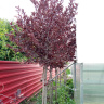 Черемуха Краснолистная (Purpurea) купить с доставкой