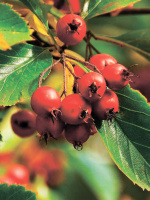 Боярышник Шарлаховый (Crataegus coccinea)