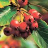 Боярышник Шарлаховый (Crataegus coccinea) купить с доставкой
