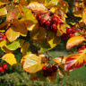 Боярышник Шарлаховый (Crataegus coccinea) купить с доставкой