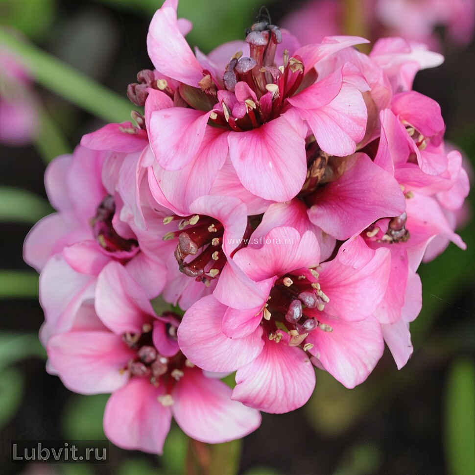 Бадан Драгонфлай Сакура (Dragonfly Sakura) купить с доставкой