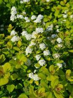 Спирея Аурея (Aurea)