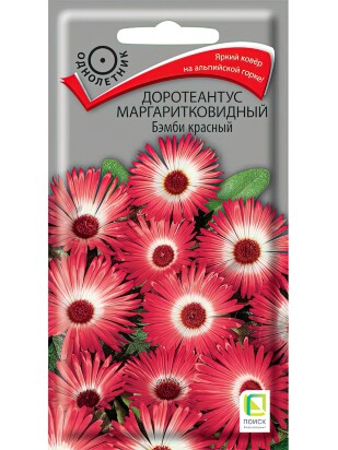 Доротеантус маргаритковидный Бэмби красный [Поиск]